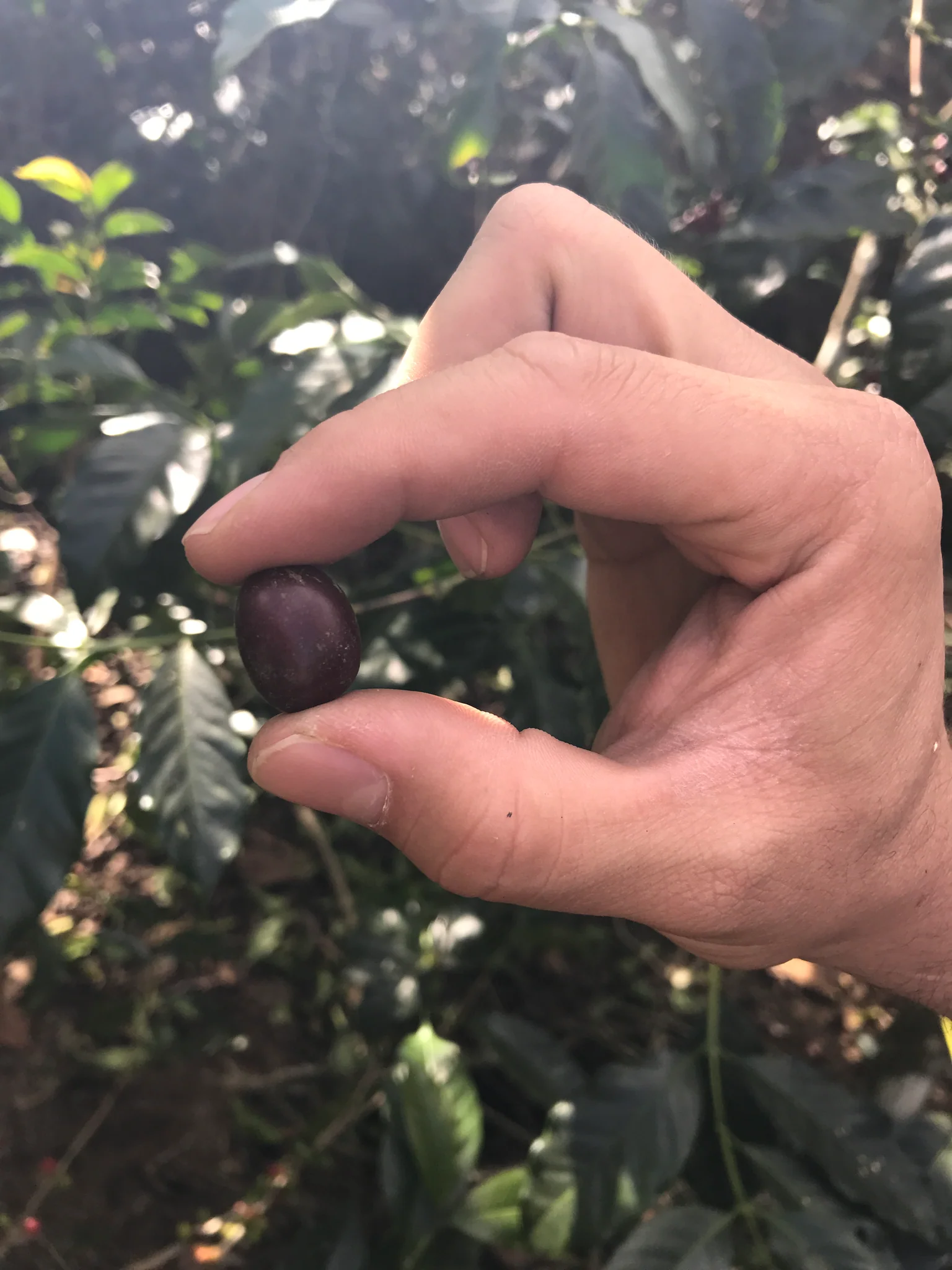 Drop Coffee -Los Andes - Natural Bourbon - El Salvador - Ljusrostade hela kaffebönor - 250g - 3