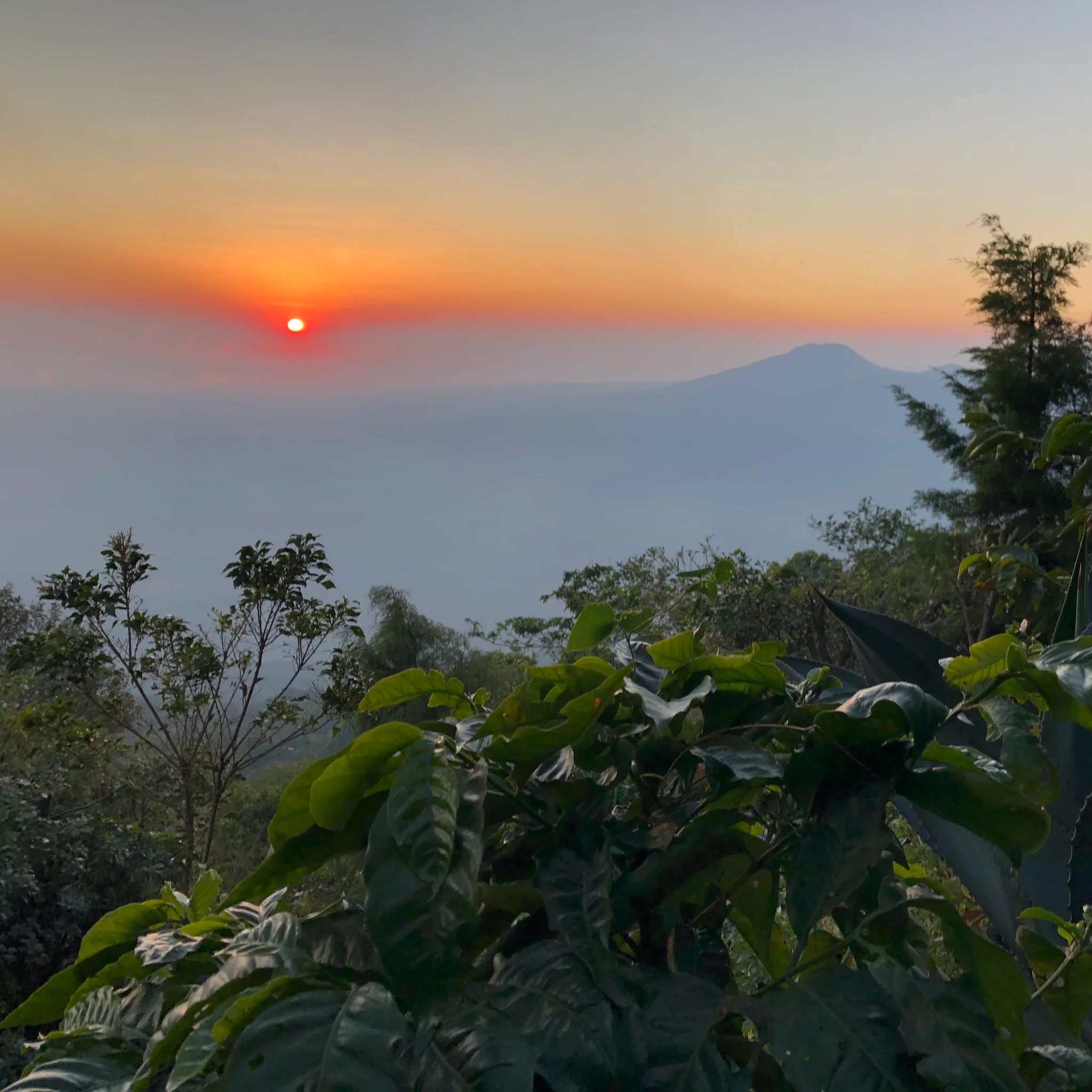 Drop Coffee -Los Andes - Natural Bourbon - El Salvador - Ljusrostade hela kaffebönor - 250g - 2