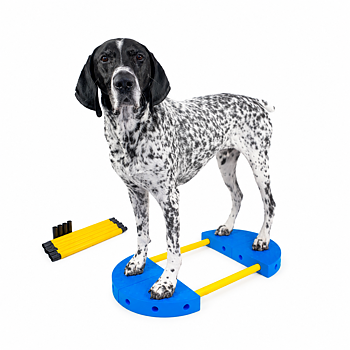FitPAWS –  FitKinect  360