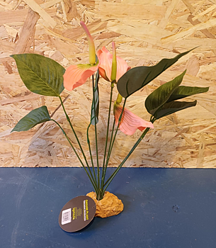 Rosenkalla 30 cm