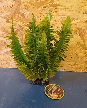 Ormbunke 25 cm