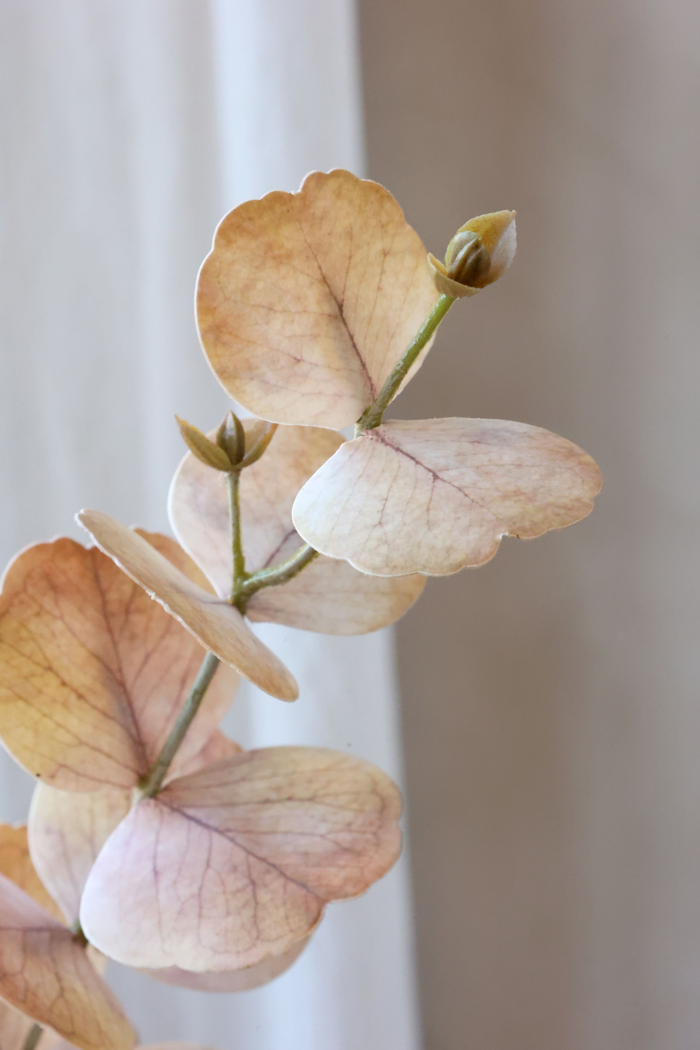 Fleur Eucalyptus - Dusty Rose - 3
