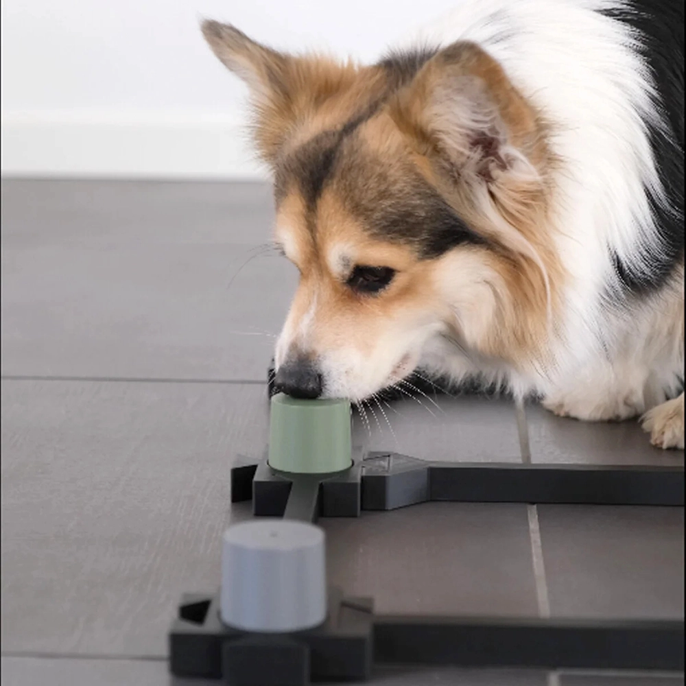 Urvalsbana till nosework - 9