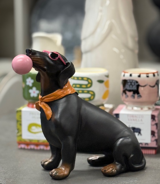 Dachshund 