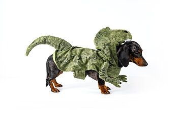 Dogman Maskeradkostym Dino