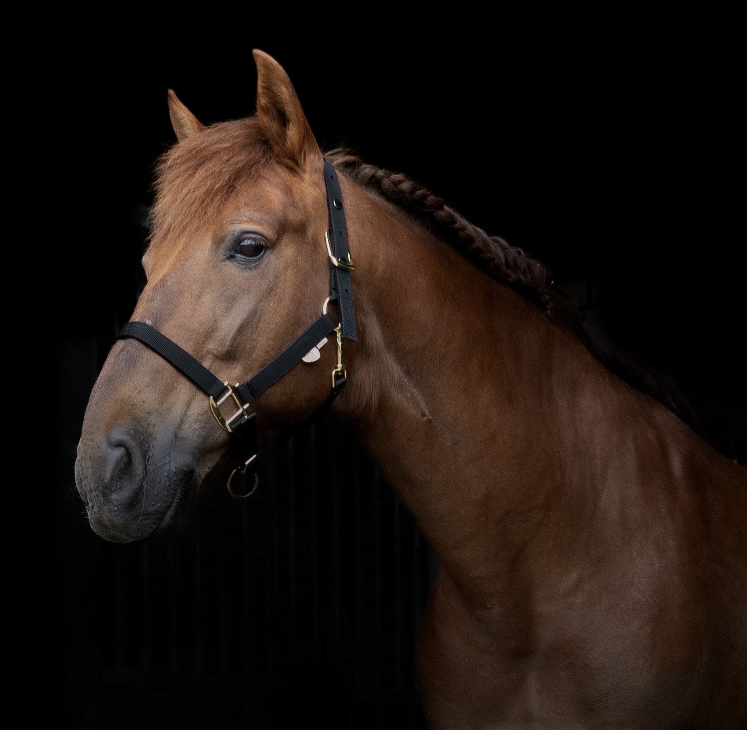 F.R.A.® Breakaway Safety Halter - 6