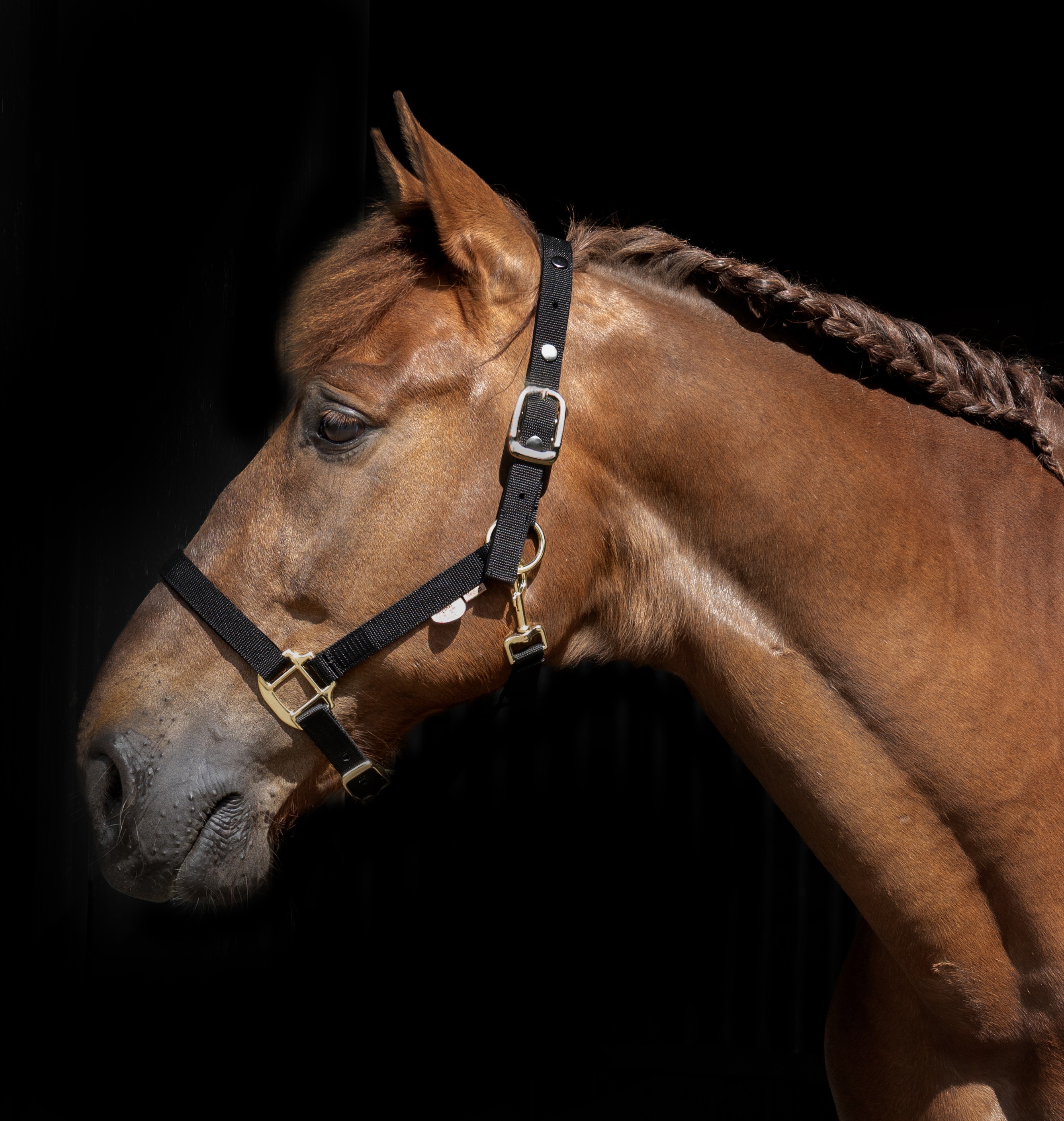 F.R.A.® Breakaway Safety Halter