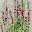 Aimo Nietosvuori (1980s) White Wall Plaque with Heather Motif 18 cm