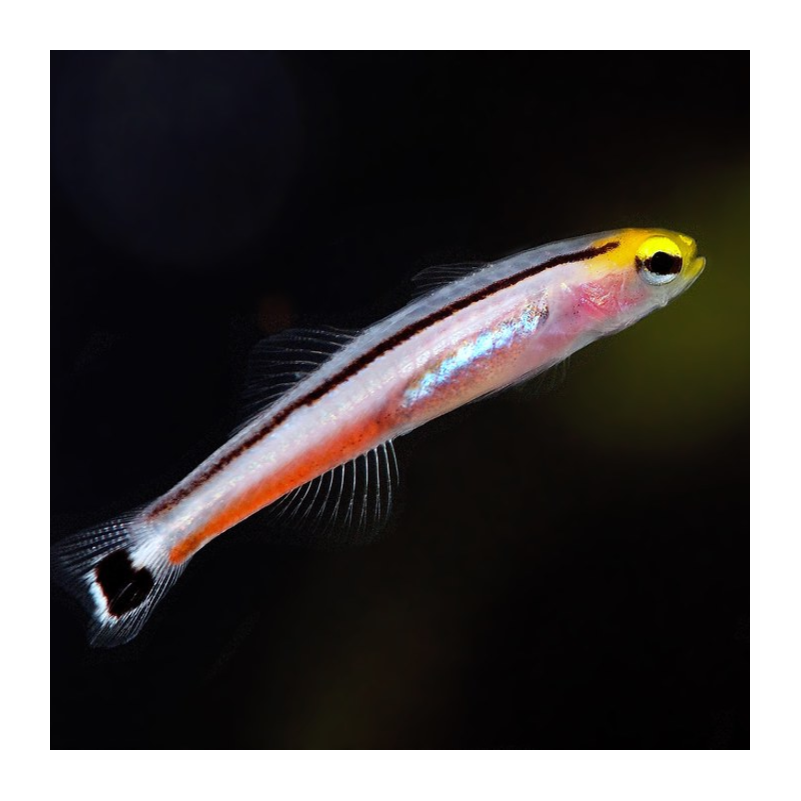 Aioliops Megastigma (reef safe)