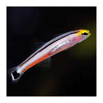 Aioliops Megastigma (reef safe)
