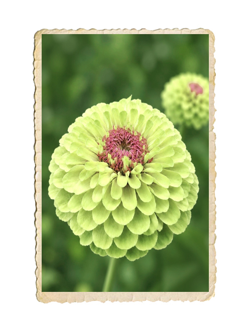Zinnia Queeny Lime Blotch - 3