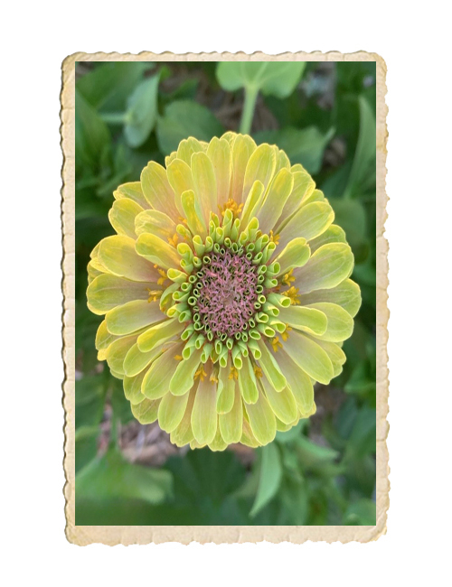 Zinnia Queeny Lime Blotch - 4