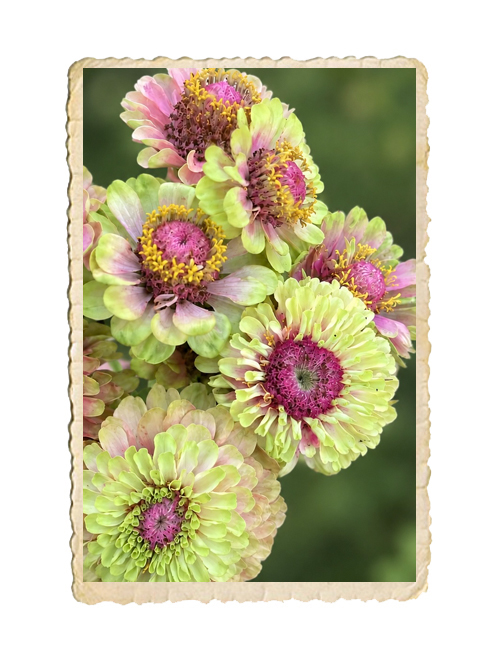 Zinnia Queeny Lime Blotch