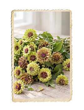 Zinnia Queeny Lime Blotch