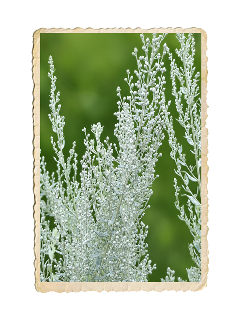 Äkta Malört - 4