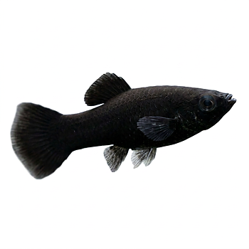 Molly Svart (Poecilia sphenops)