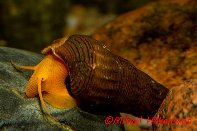 Elefantsnäcka Guld (Tylomenia Scalariopas)