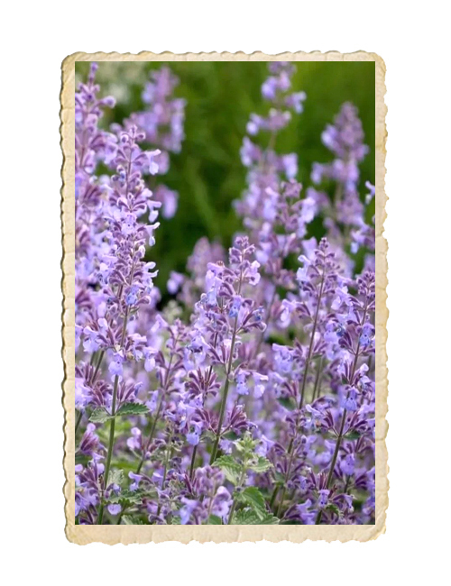 Kantnepeta x faassenii