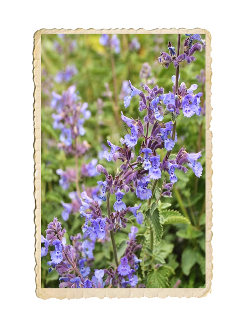 Kantnepeta x faassenii - 4