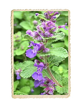 Kantnepeta x faassenii