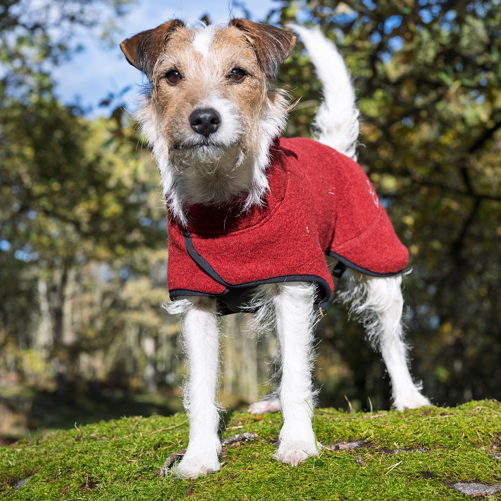 Ulltäcke till hund på terrier