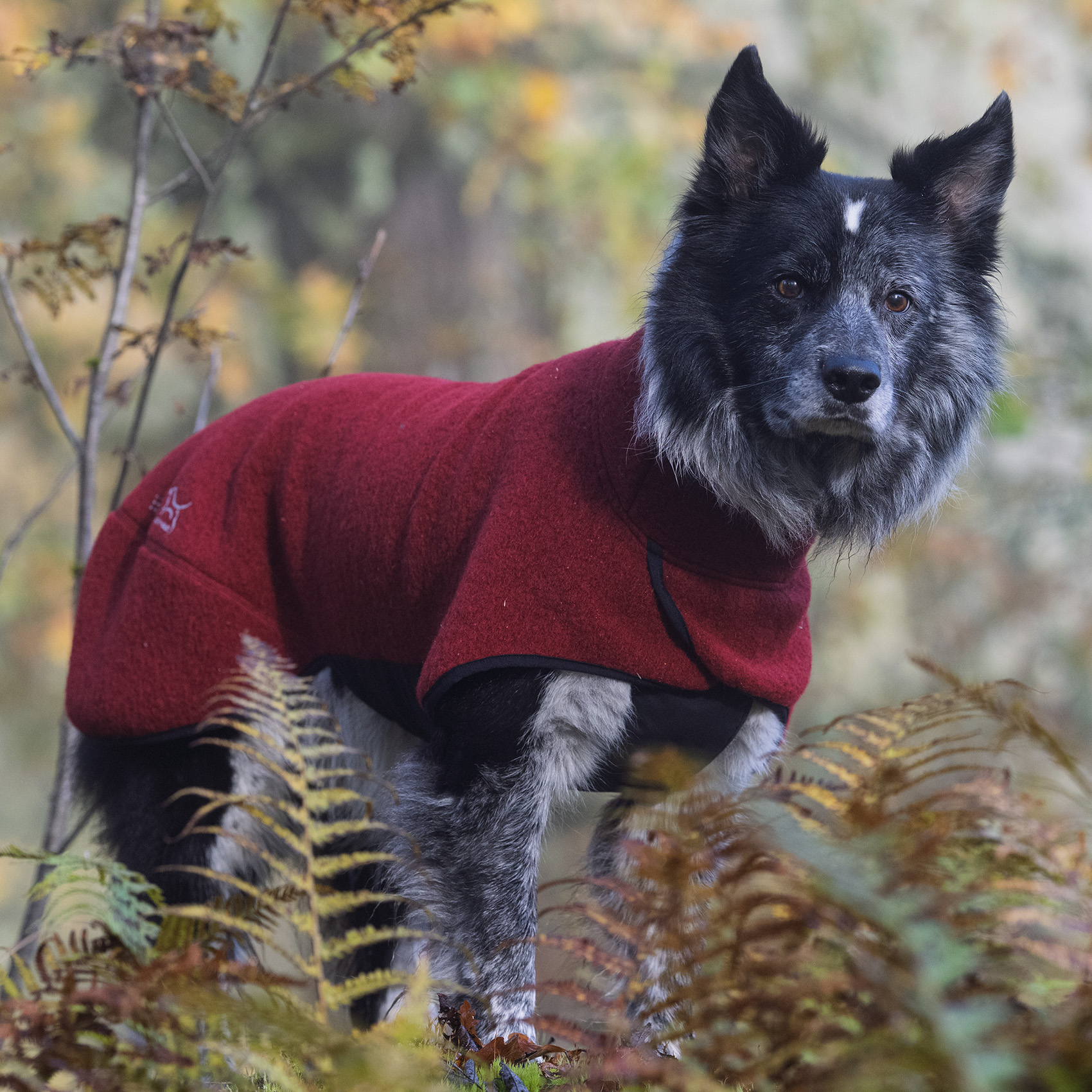 Warmwool hundtäcke (75% ull) Burgundy