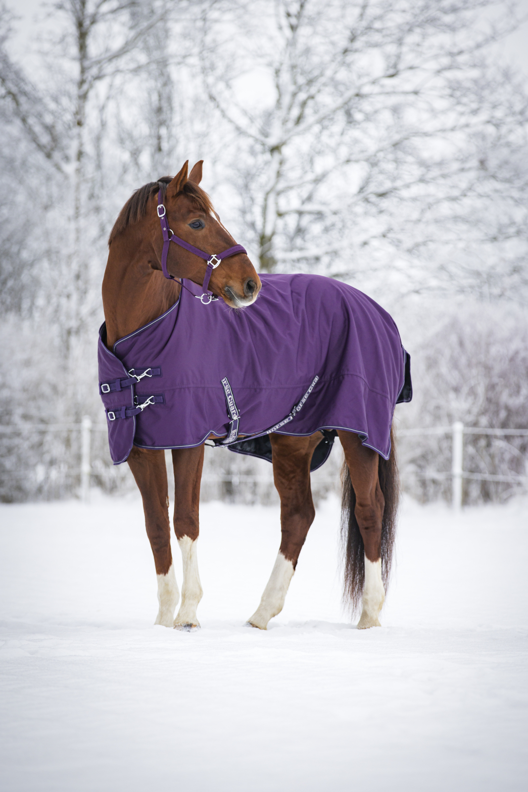 HorseGuard Landon 1200D 100g Turnout dekken standard hals Purple Pennant  105-165 cm - 3