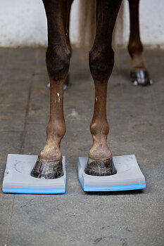 HorseGuard Balanse pads 2 pk