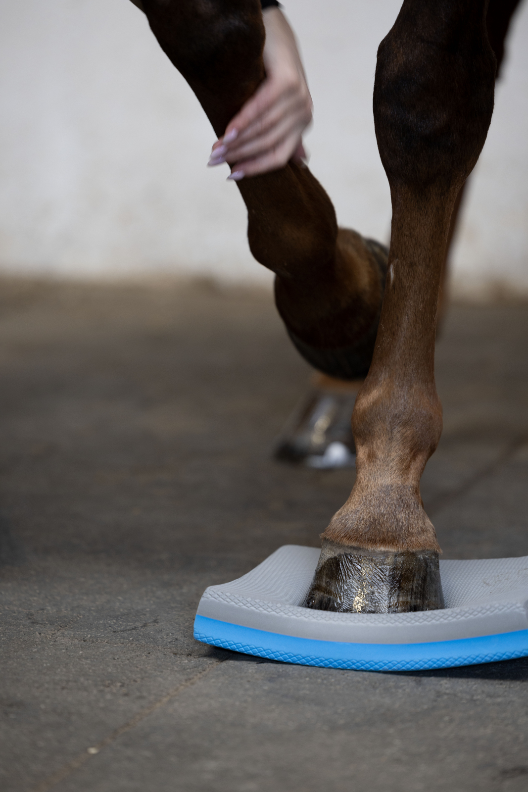 HorseGuard Balanse pads 2 pk - 2