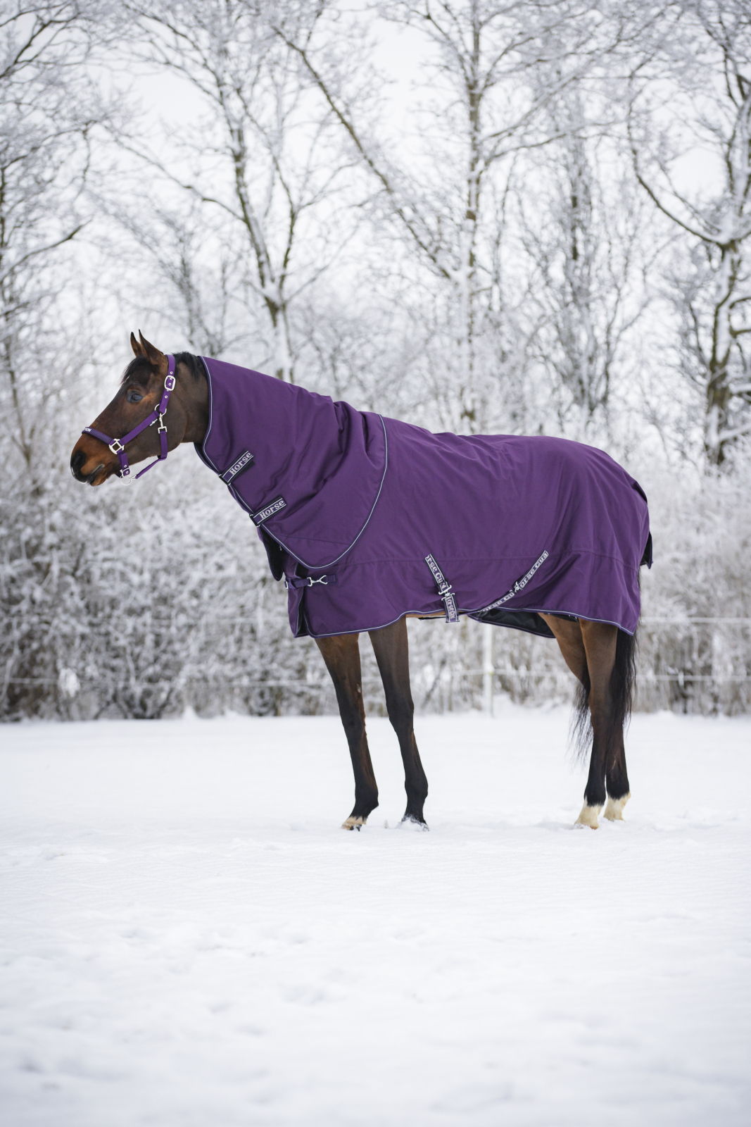 Horse Guard Millan 200g inkl avtagbar hals Purple Pennant 105-165 cm - 4