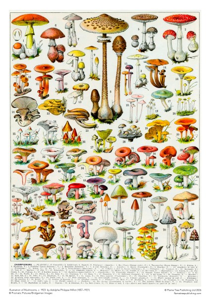 Mushrooms & Fungi by Adolphe Philippe Millot - Pussel 1000  bitar - 3