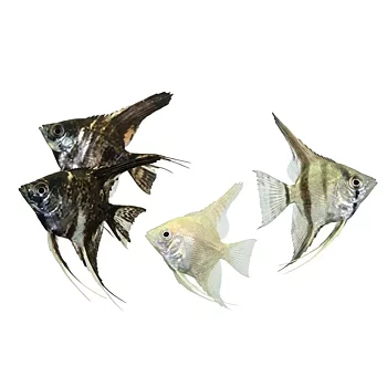 Scalare Mix (Pterophyllum scalare)