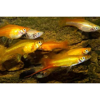 Svärdbärare Mix (Xiphophorus hellerii)