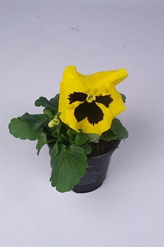 Viola (Wittrockiana) Colossus F1 Yellow