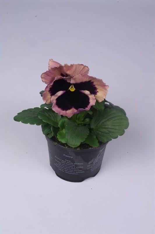 Viola (Wittrockiana) Delta F1 Rose Surprise