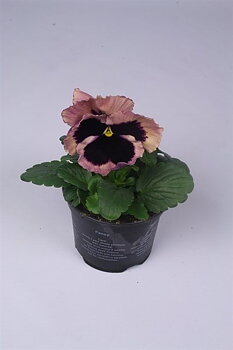 Viola (Wittrockiana) Delta F1 Rose Surprise