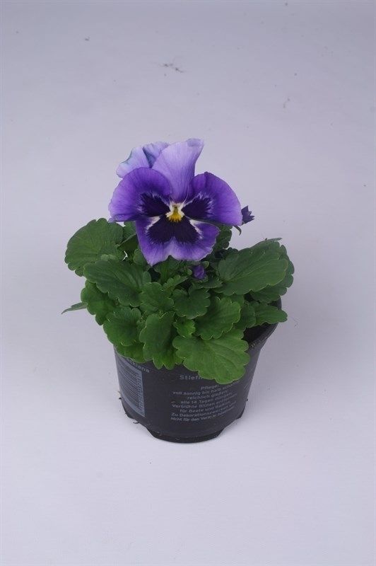 Viola (Wittrockiana) 'Flair Light Blue'