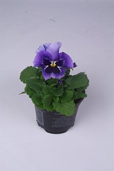 Viola (Wittrockiana) 'Flair Light Blue'