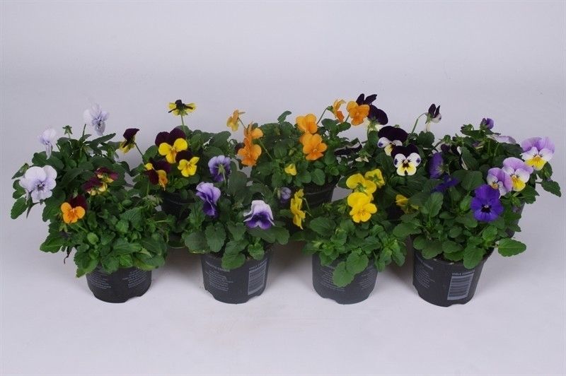 Viola (Cornuta) mix
