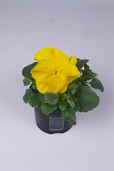 Viola (Wittrockiana) 'Matrix Yellow'