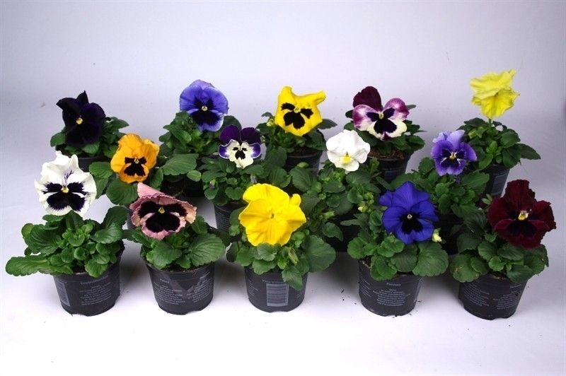 Viola F1 hybride mix