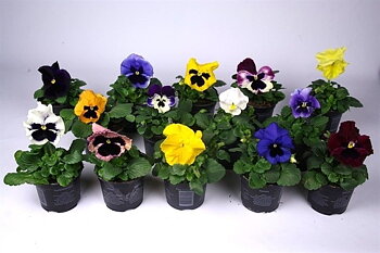 Viola F1 hybride mix
