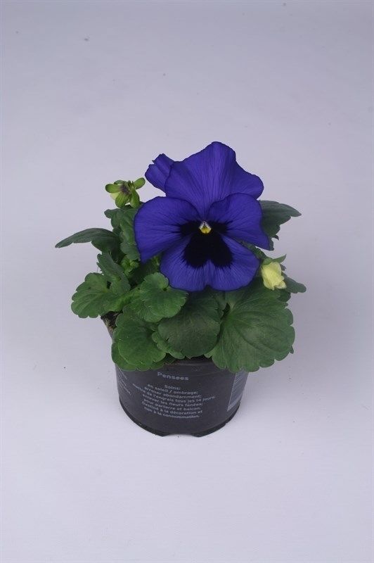 Viola (Wittrockiana) Delta F1 Blue with Blotch