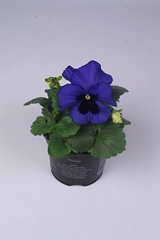 Viola (Wittrockiana) Delta F1 Blue with Blotch