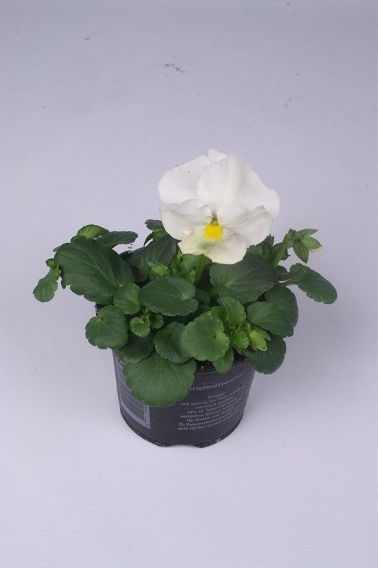 Viola (Wittrockiana) Delta F1 Pure White