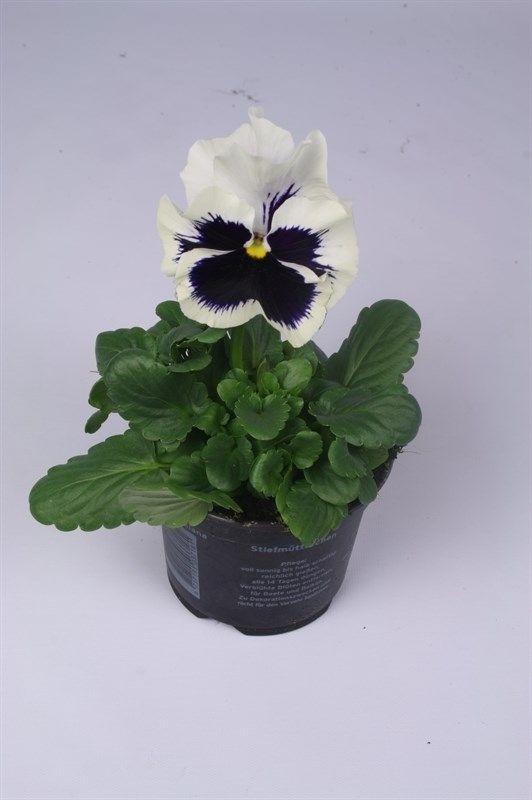 Viola (Wittrockiana) Colossus F1 White with Bl