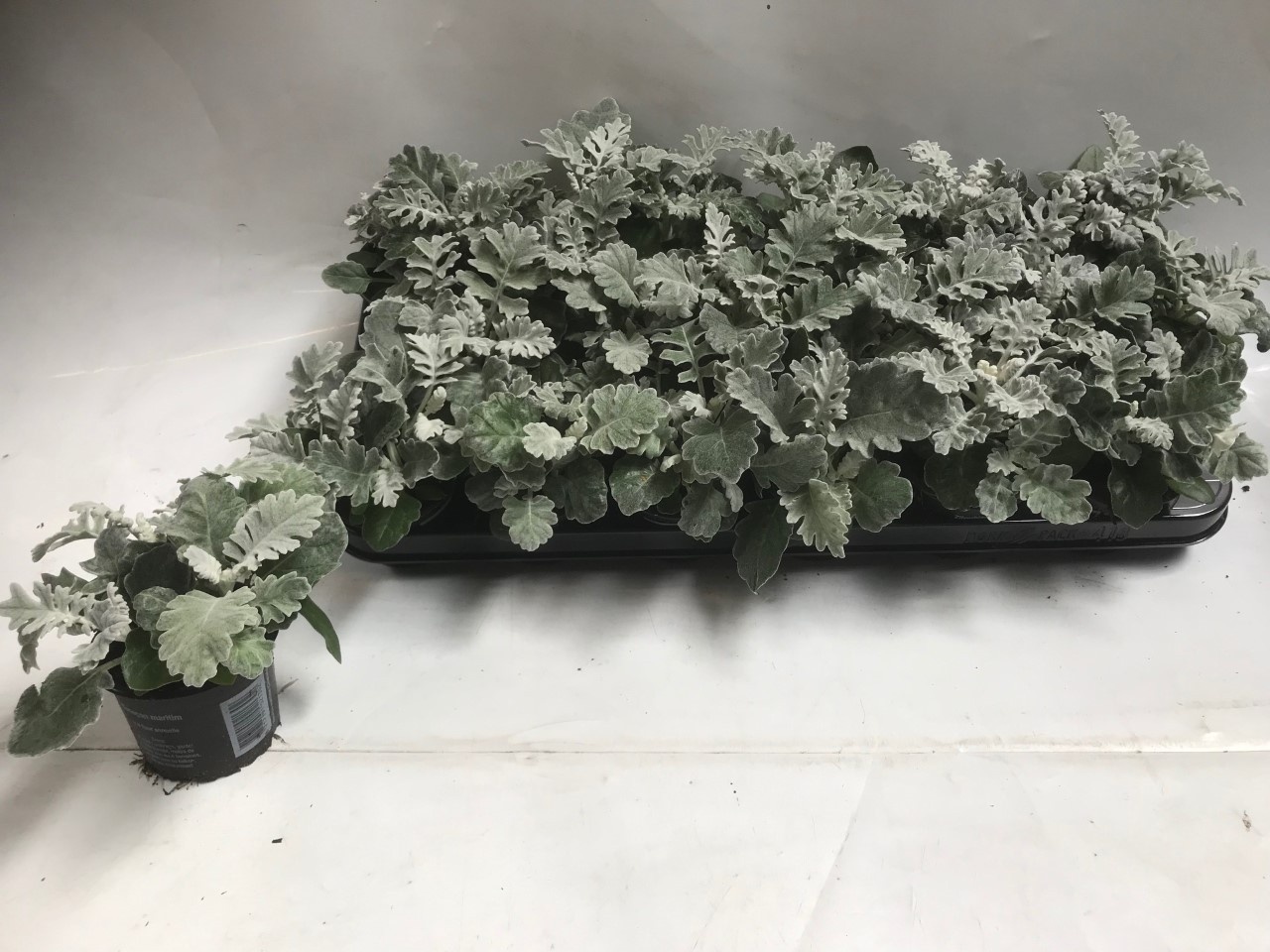 Jacobaea maritima Silver Dust