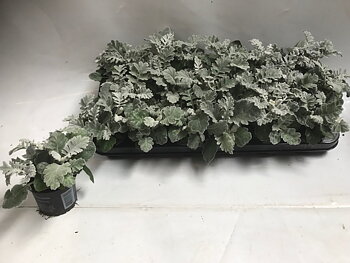 Jacobaea maritima Silver Dust