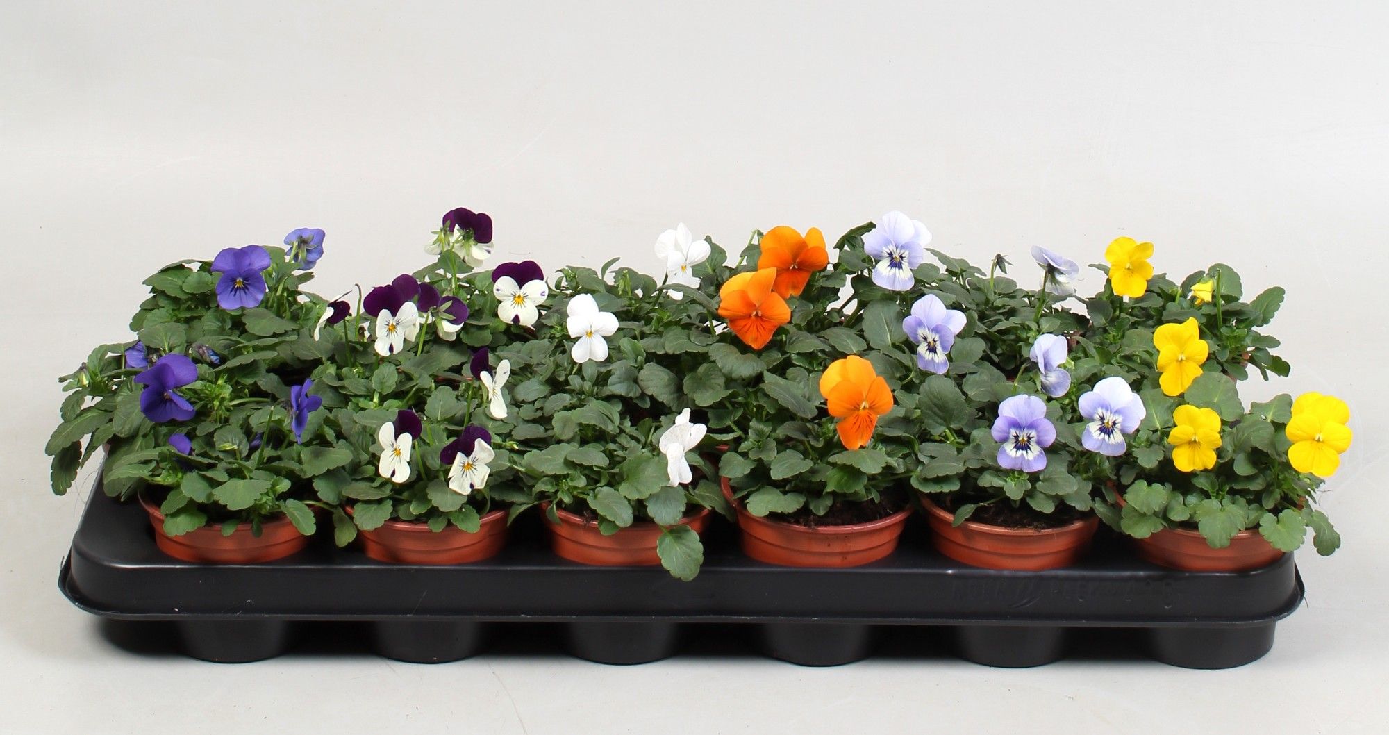 Viola (Cornuta) mix
