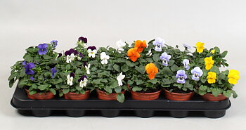 Viola (Cornuta) mix